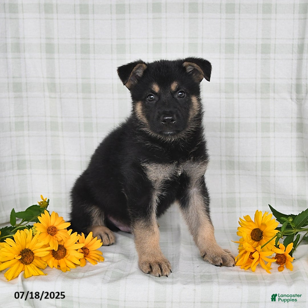 German Shepherd dogs for sale: Konner - Image 5