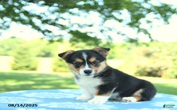 Welsh Corgi Pembroke dogs for sale: Mark - Image 5
