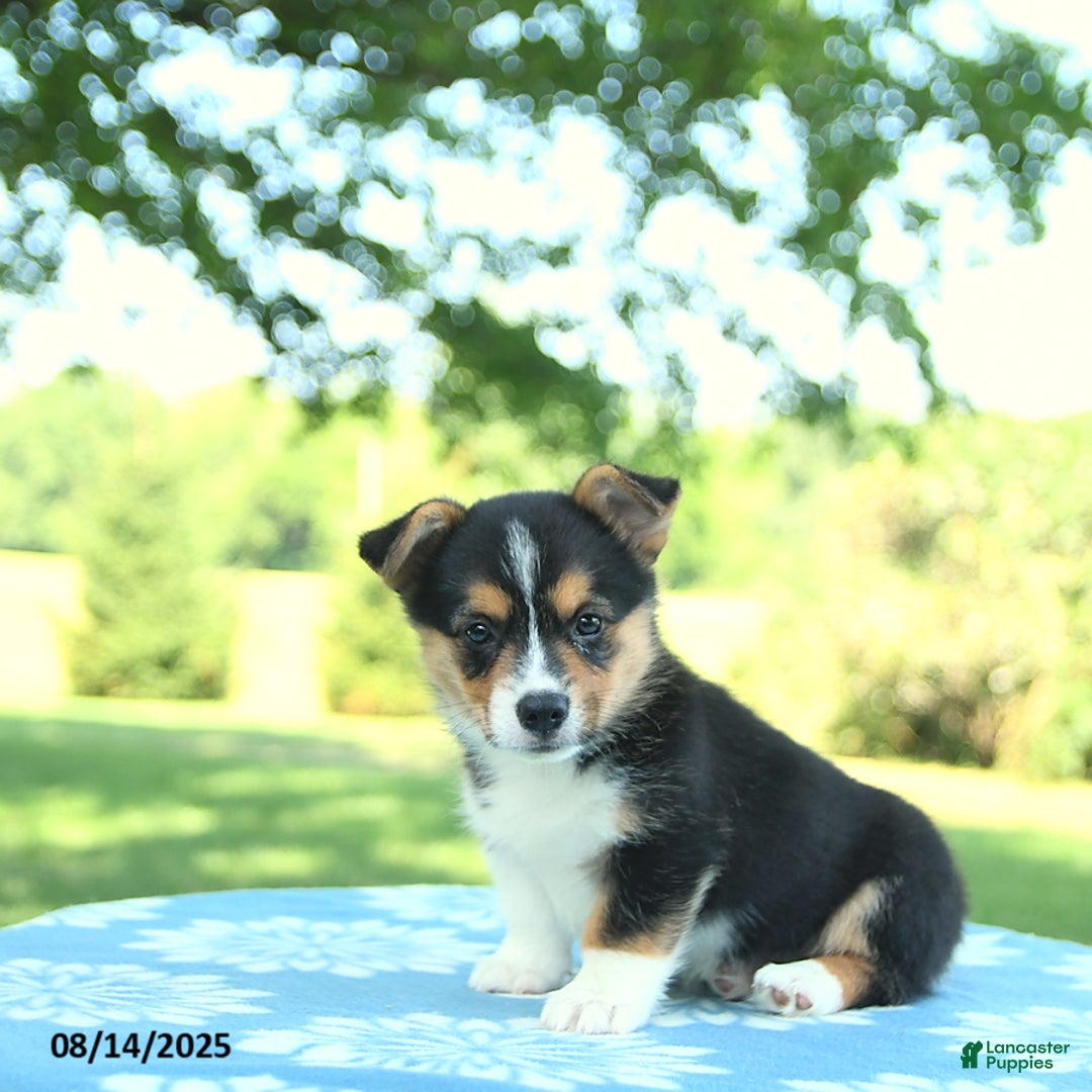 Welsh Corgi Pembroke dogs for sale: Mark - Image 5