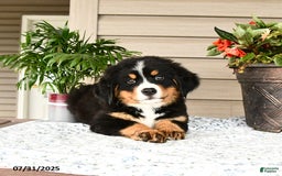 Bernese Mountain Dog dogs for sale: Bandit - Image 2