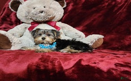 Yorkshire Terrier dogs for sale: LOUIE - Image 4