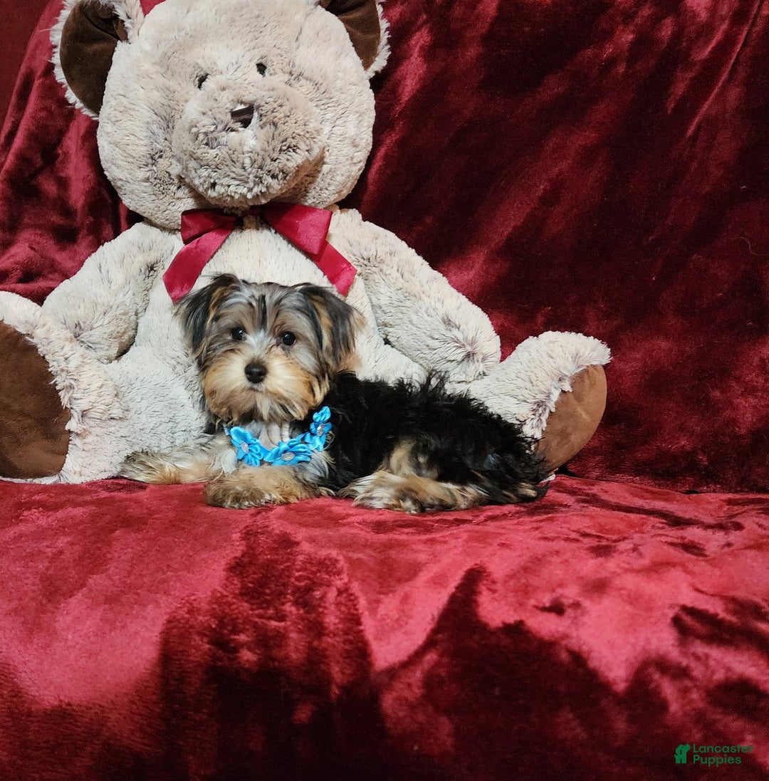 Yorkshire Terrier dogs for sale: LOUIE - Image 4