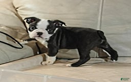 Boston Terrier dogs for sale: Wilson - Image 2