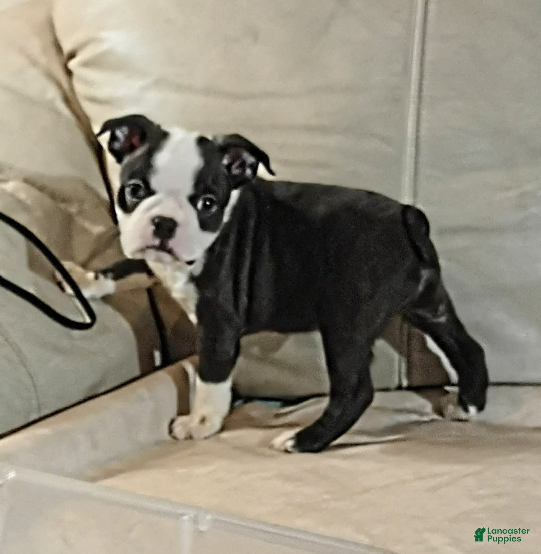 Boston Terrier dogs for sale: Wilson - Image 2