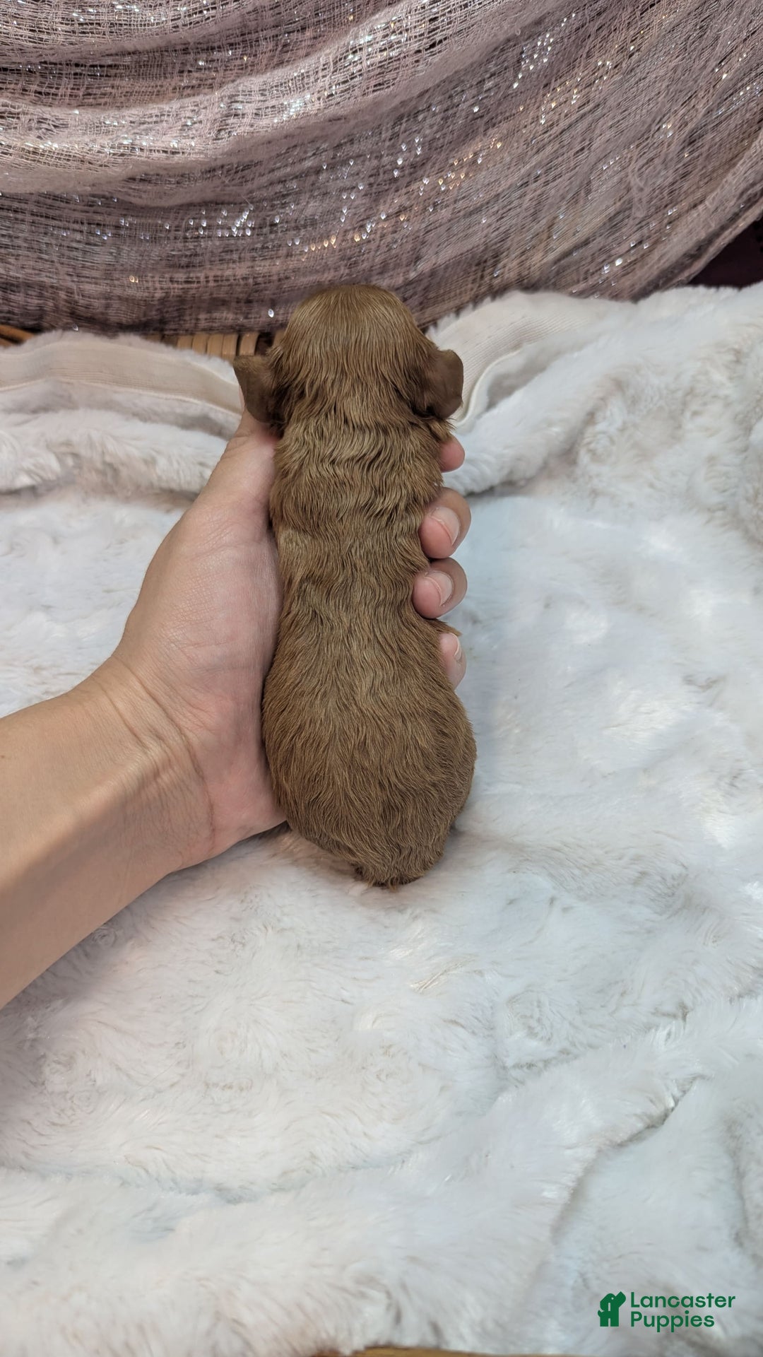 Cavapoo dogs for sale: Apollo - Image 26