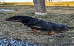 Rottweiler dogs for sale: Oxanna - Image 5