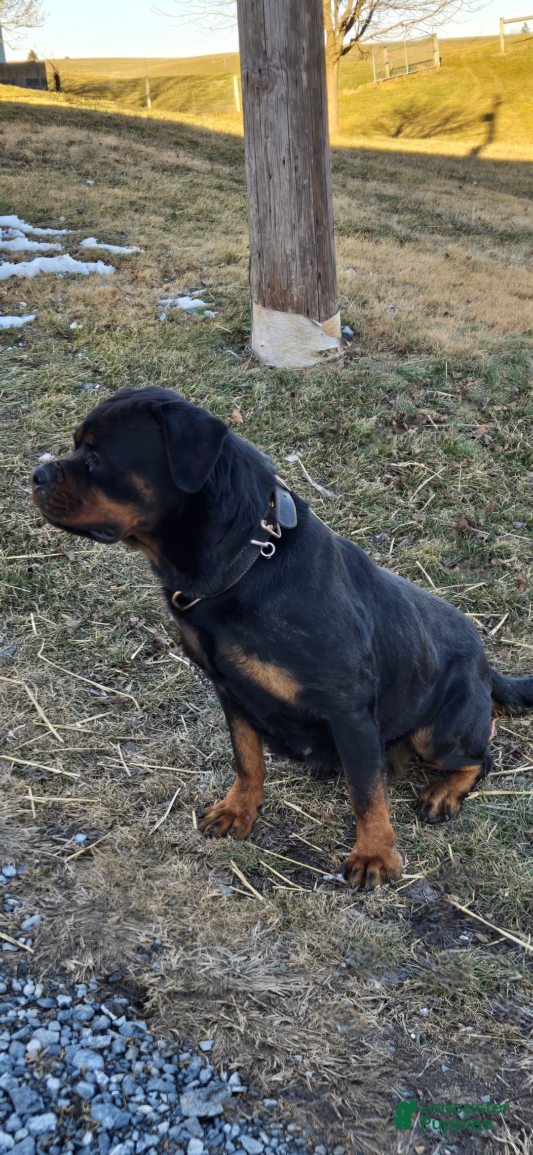 Rottweiler dogs for sale: Oxanna - Image 5