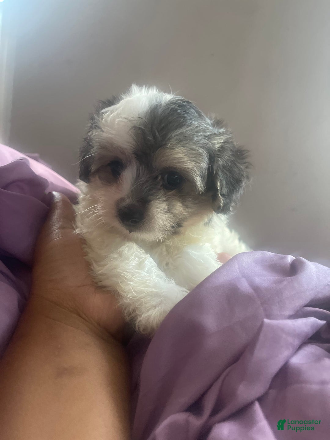 Maltese dogs for sale: No Name - Image 3
