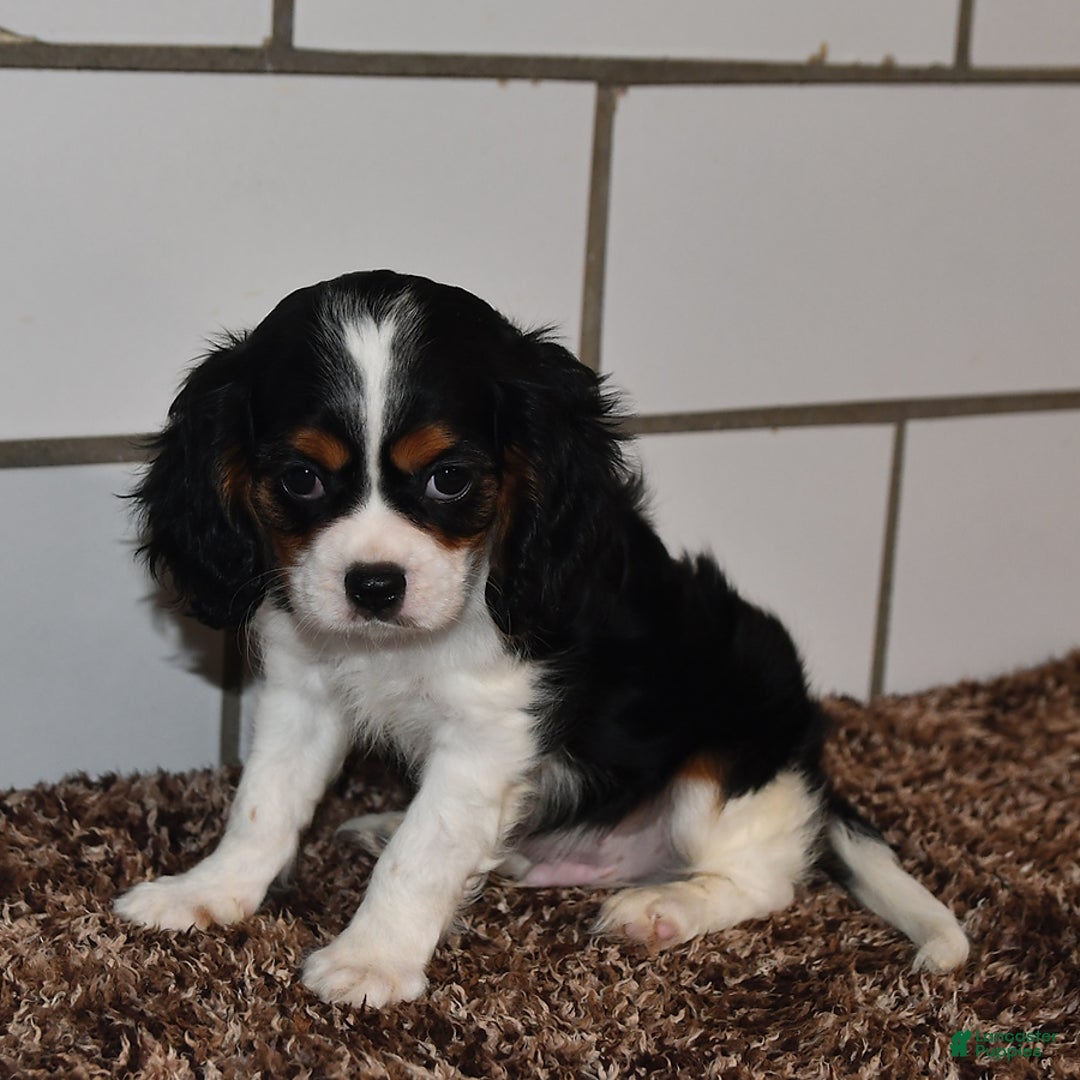 Cavalier King Charles Spaniel dogs for sale: Jackson - Image 3