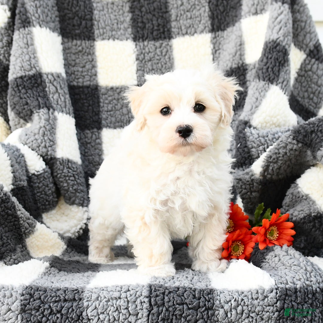 Maltipoo dogs for sale: Louie - Image 6