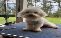 Maltipoo dogs for sale: Jasper - Image 5