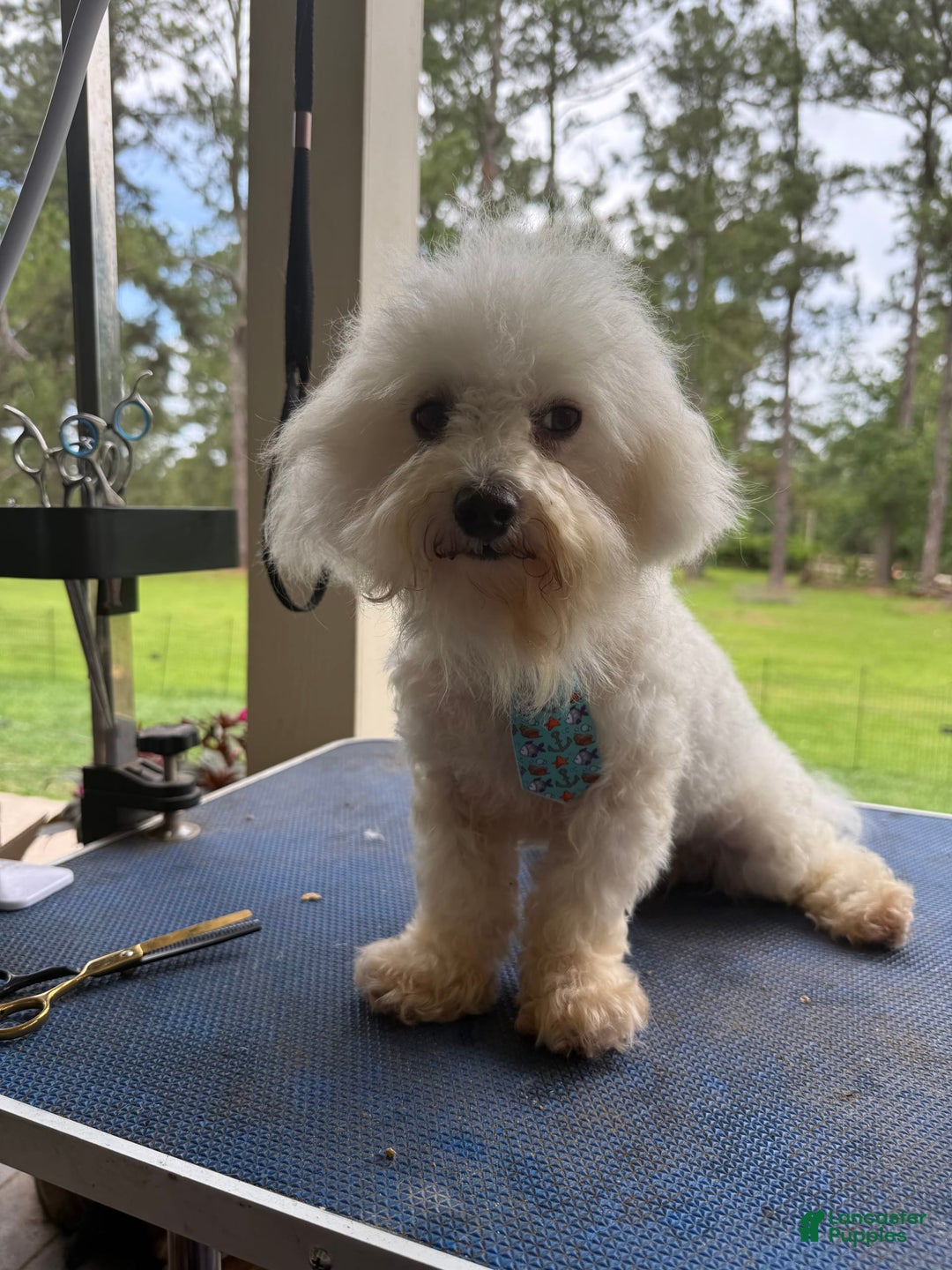 Maltipoo dogs for sale: Jasper - Image 5