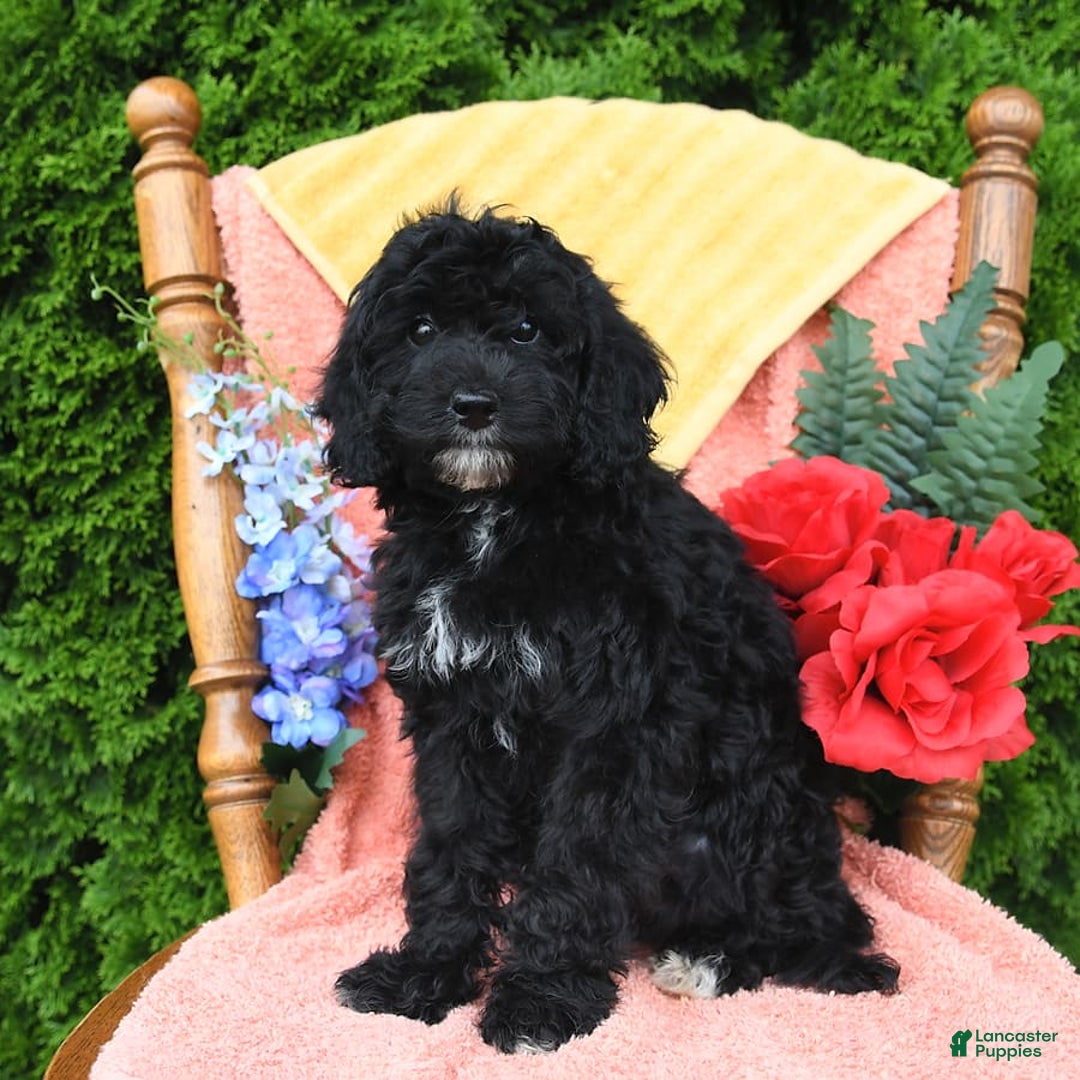 Miniature Poodle dogs for sale: Ophelia - Image 13