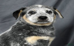 Australian Cattle Dog dogs for sale: Mike - Image 5