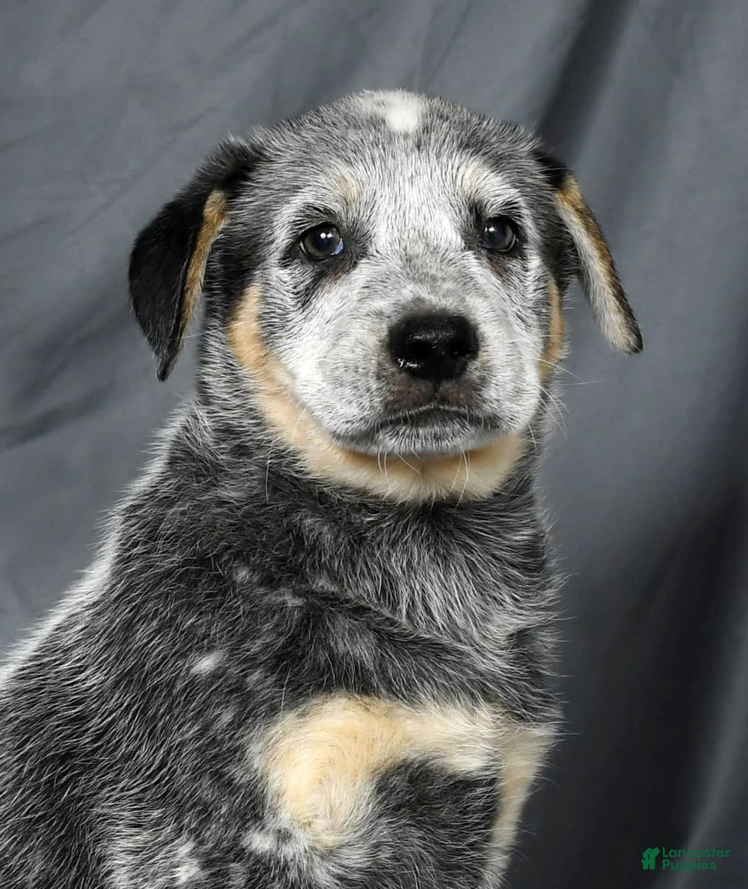 Australian Cattle Dog dogs for sale: Mike - Image 5