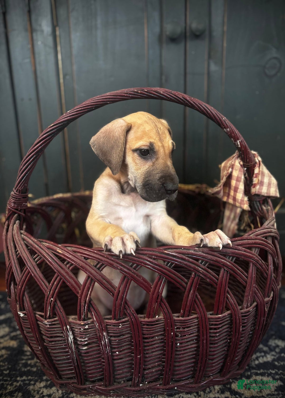 Great Dane dogs for sale: Bella - Image 1