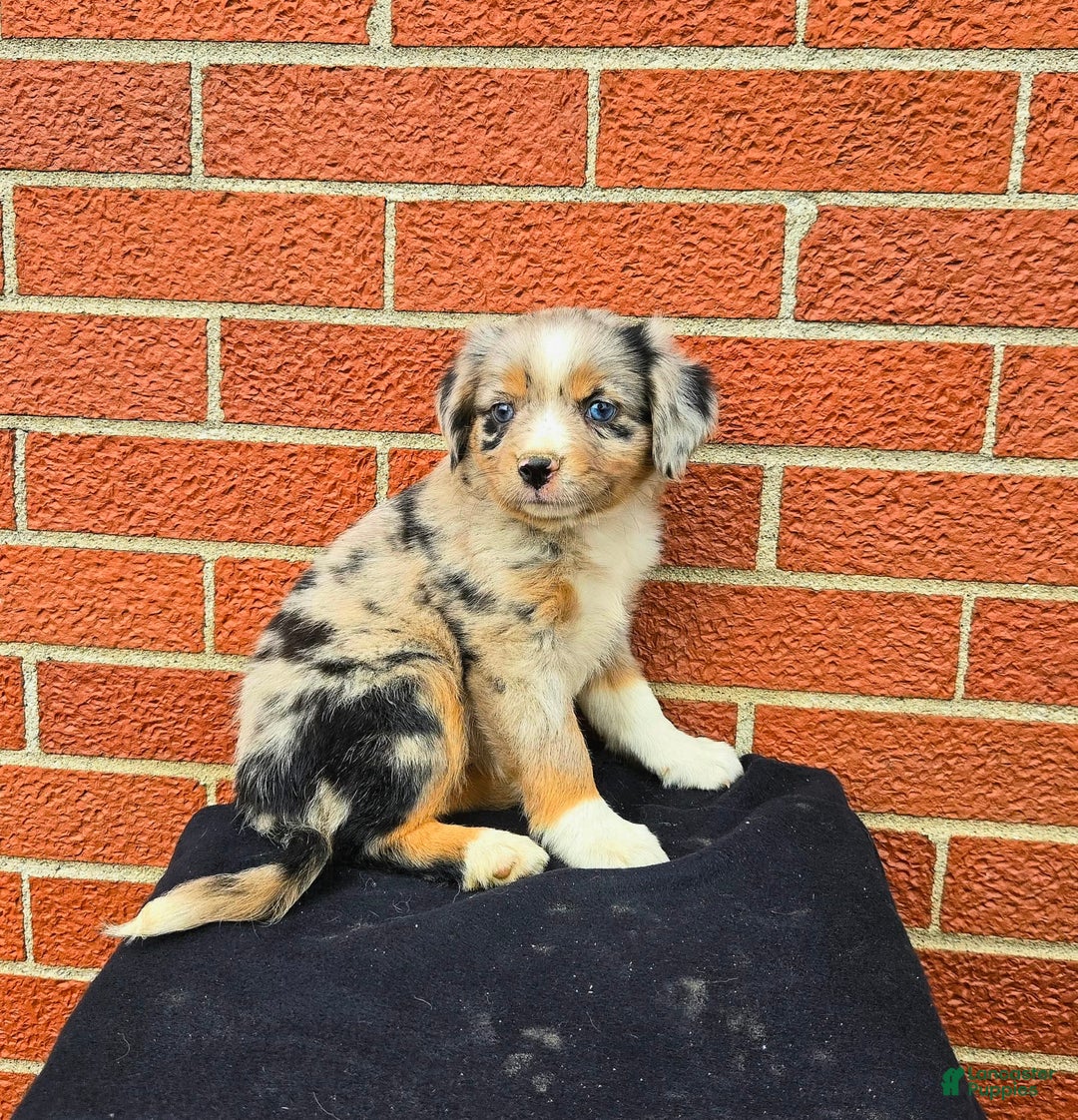 Miniature Australian Shepherd dogs for sale: Angel - Image 7
