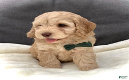 Cockapoo dogs for sale: Enzo - Image 5