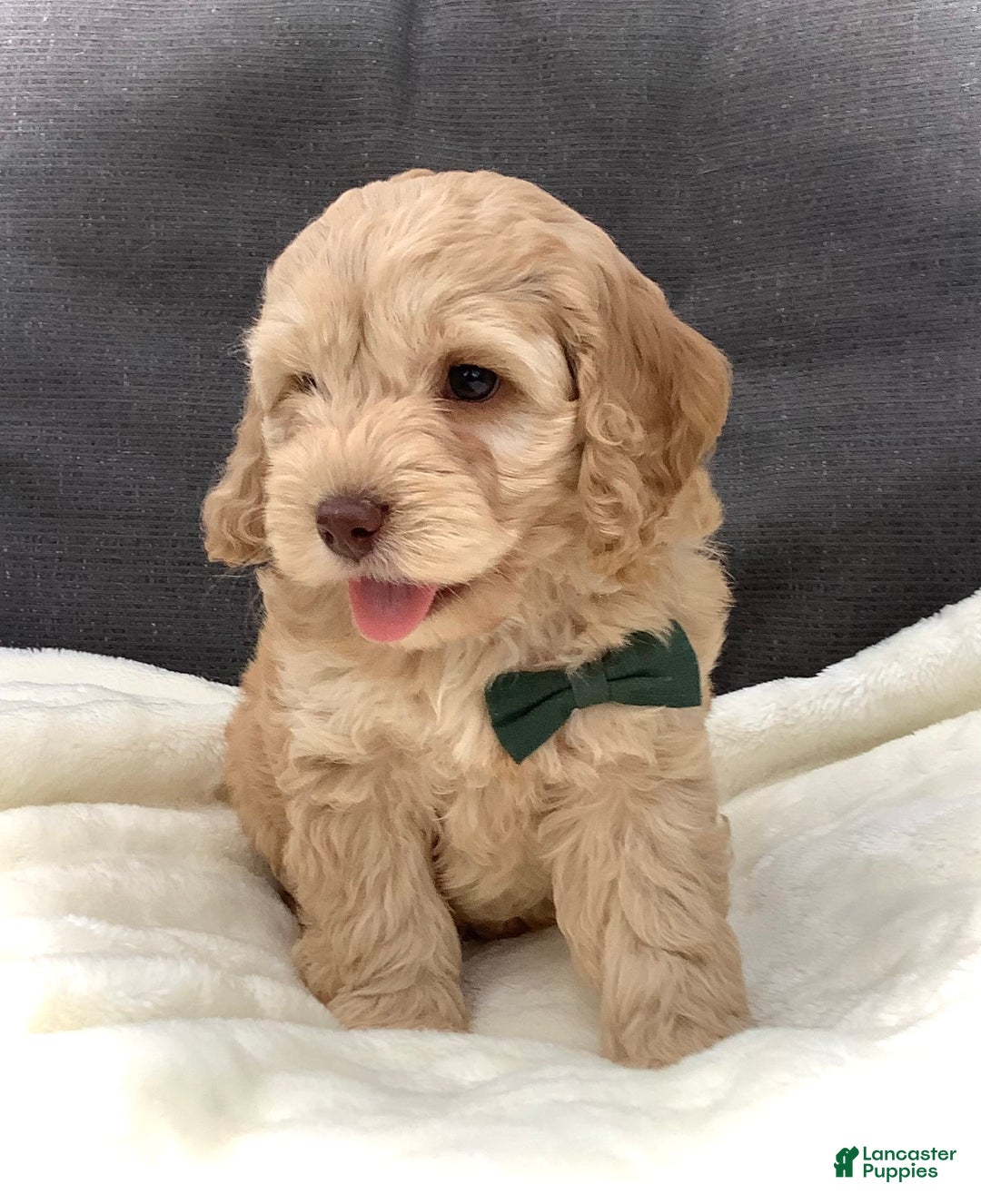 Cockapoo dogs for sale: Enzo - Image 5
