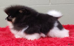 Pomeranian dogs for sale: Flynn - Image 4