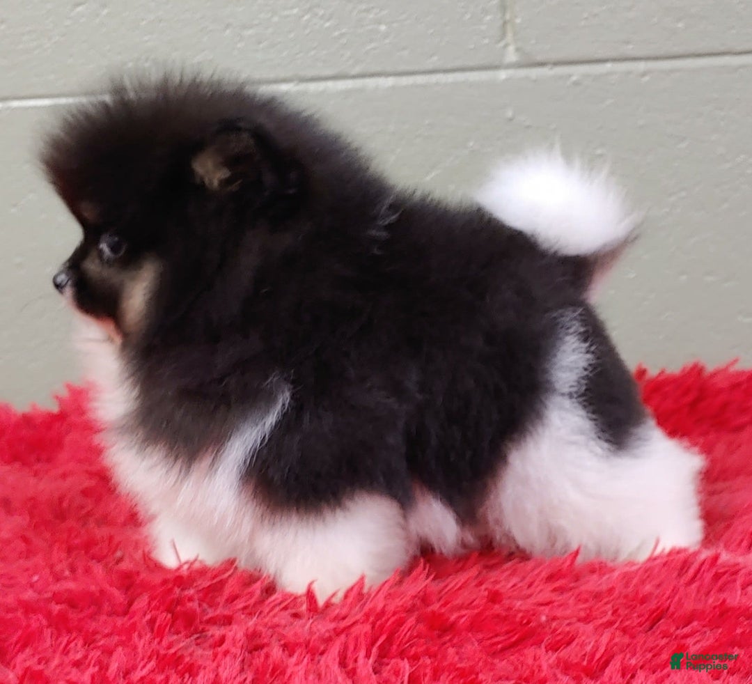 Pomeranian dogs for sale: Flynn - Image 4