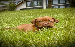 Dogue De Bordeaux dogs for sale: Green Female - Image 9
