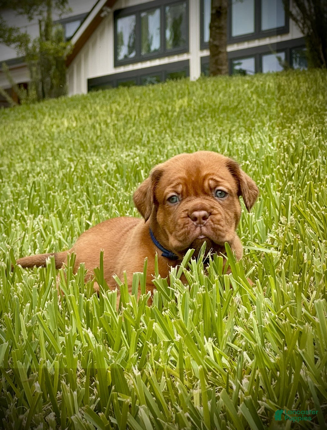 Dogue De Bordeaux dogs for sale: Green Female - Image 9