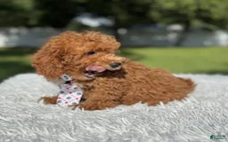 Mini Goldendoodle dogs for sale: Ziggy - Image 2