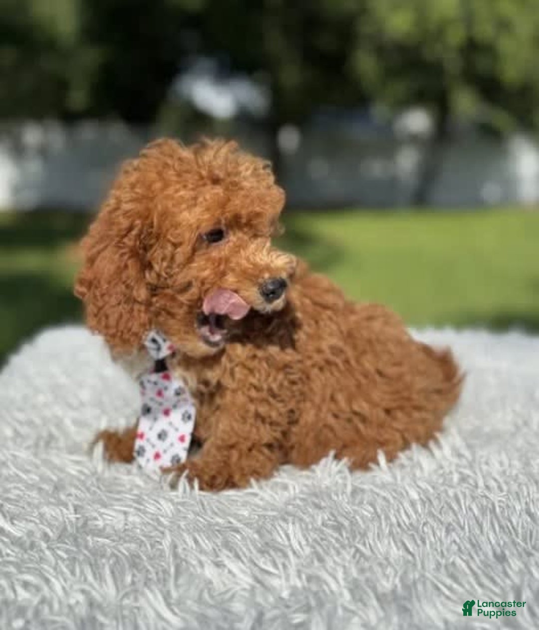 Mini Goldendoodle dogs for sale: Ziggy - Image 2