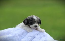 Cockapoo dogs for sale: Savannah - Image 3