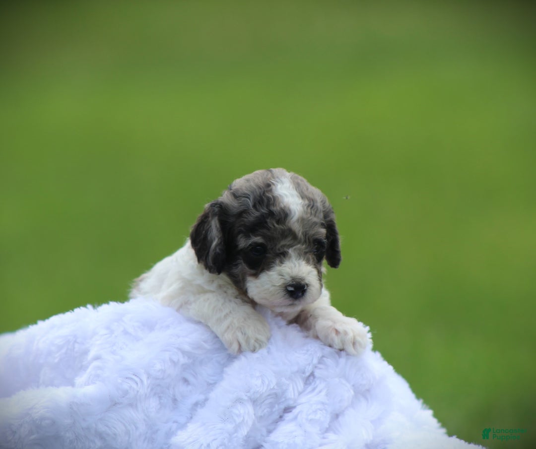 Cockapoo dogs for sale: Savannah - Image 3