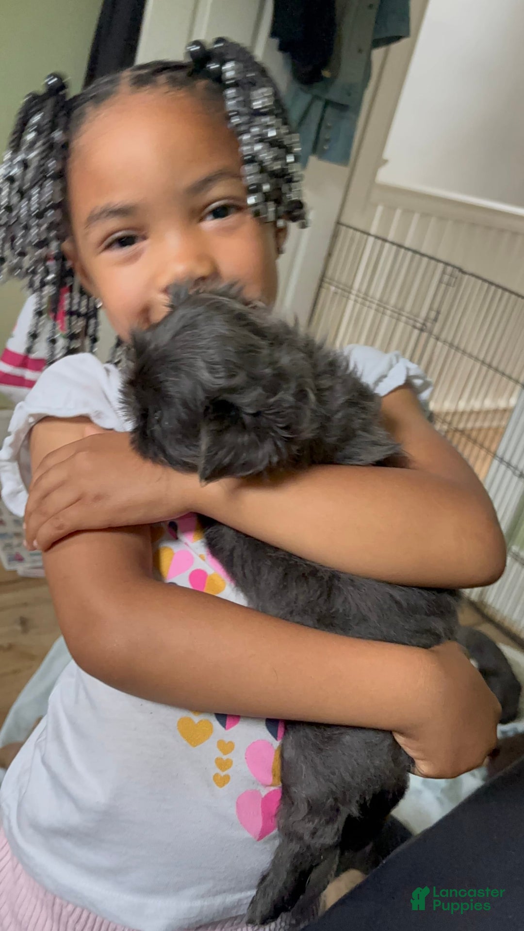 Shih Tzu dogs for sale: Pretty Girl - Image 6