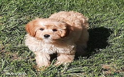 Cavapoo dogs for sale: Bailey - Image 1