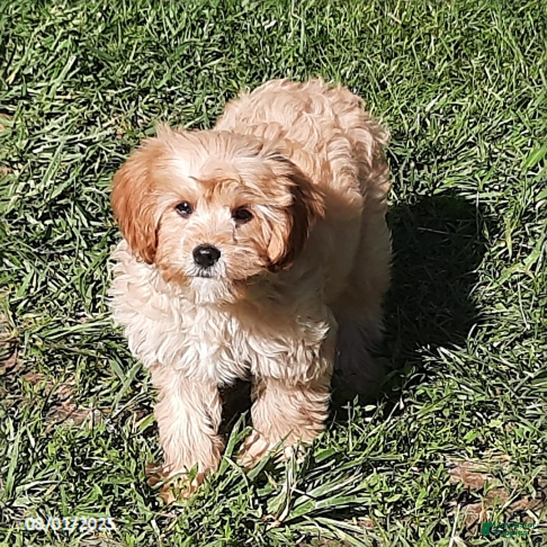 Cavapoo dogs for sale: Bailey - Image 1