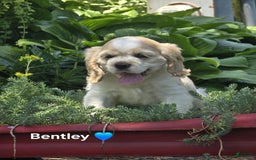 Cocker Spaniel dogs for sale: Bently - Image 5