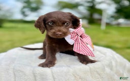 Labradoodle dogs for sale: Mac n Cheese - Image 1