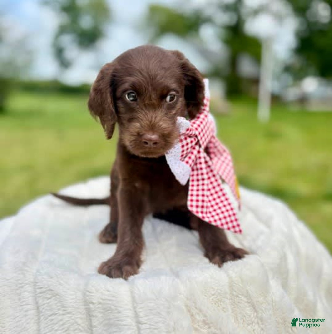 Labradoodle dogs for sale: Mac n Cheese - Image 1