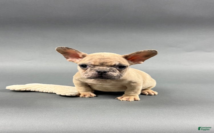 French Bulldog dogs for sale - Ad 1
