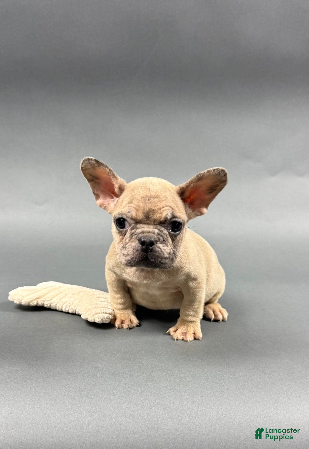 French Bulldog dogs for sale: MELANIE - Image 1