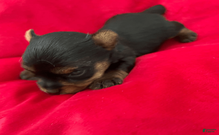 Yorkshire Terrier dogs for sale - Ad 5