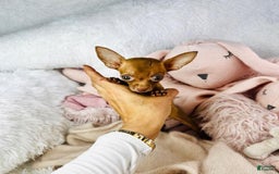 Chihuahua dogs for sale: Flower Teacup Chocolate - Image 2