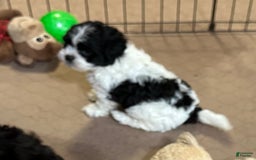 Shihpoo dogs for sale: Oscar - Image 6