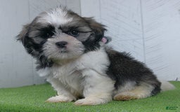 Shih Tzu dogs for sale: Susie - Image 2