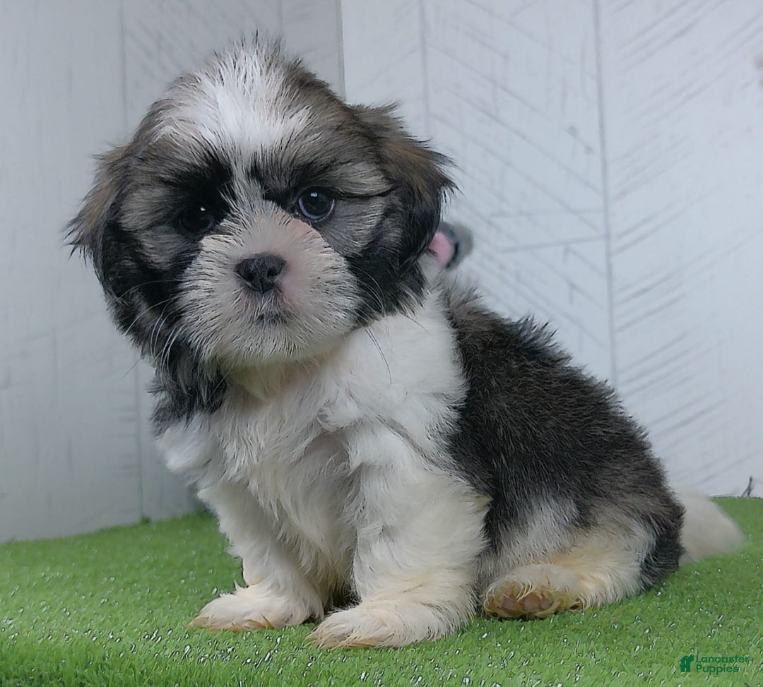 Shih Tzu dogs for sale: Susie - Image 2