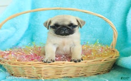 Pug dogs for sale: Percy - Image 3