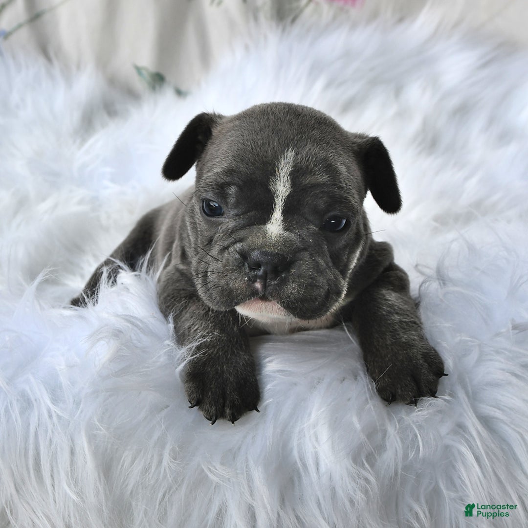 Frenchton dogs for sale: Ranger - Image 2