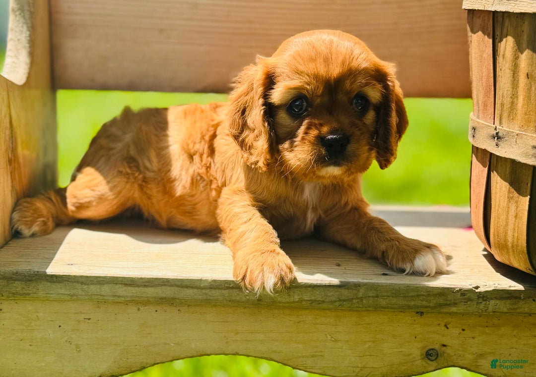 Cavalier King Charles Spaniel dogs for sale: Rose - Image 3