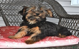 Yorkshire Terrier dogs for sale: River - Image 7