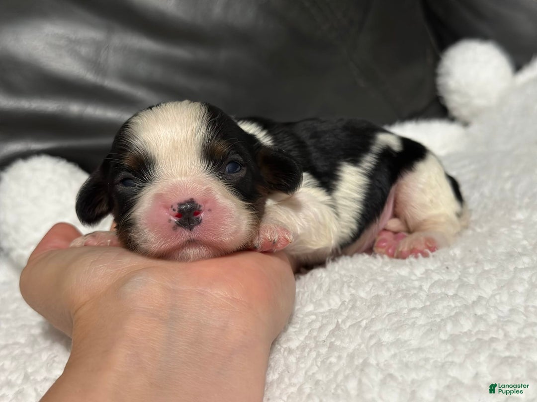 Cavalier King Charles Spaniel dogs for sale: Harlen - Image 3