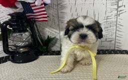 Shih Tzu dogs for sale: Freddy - Image 3